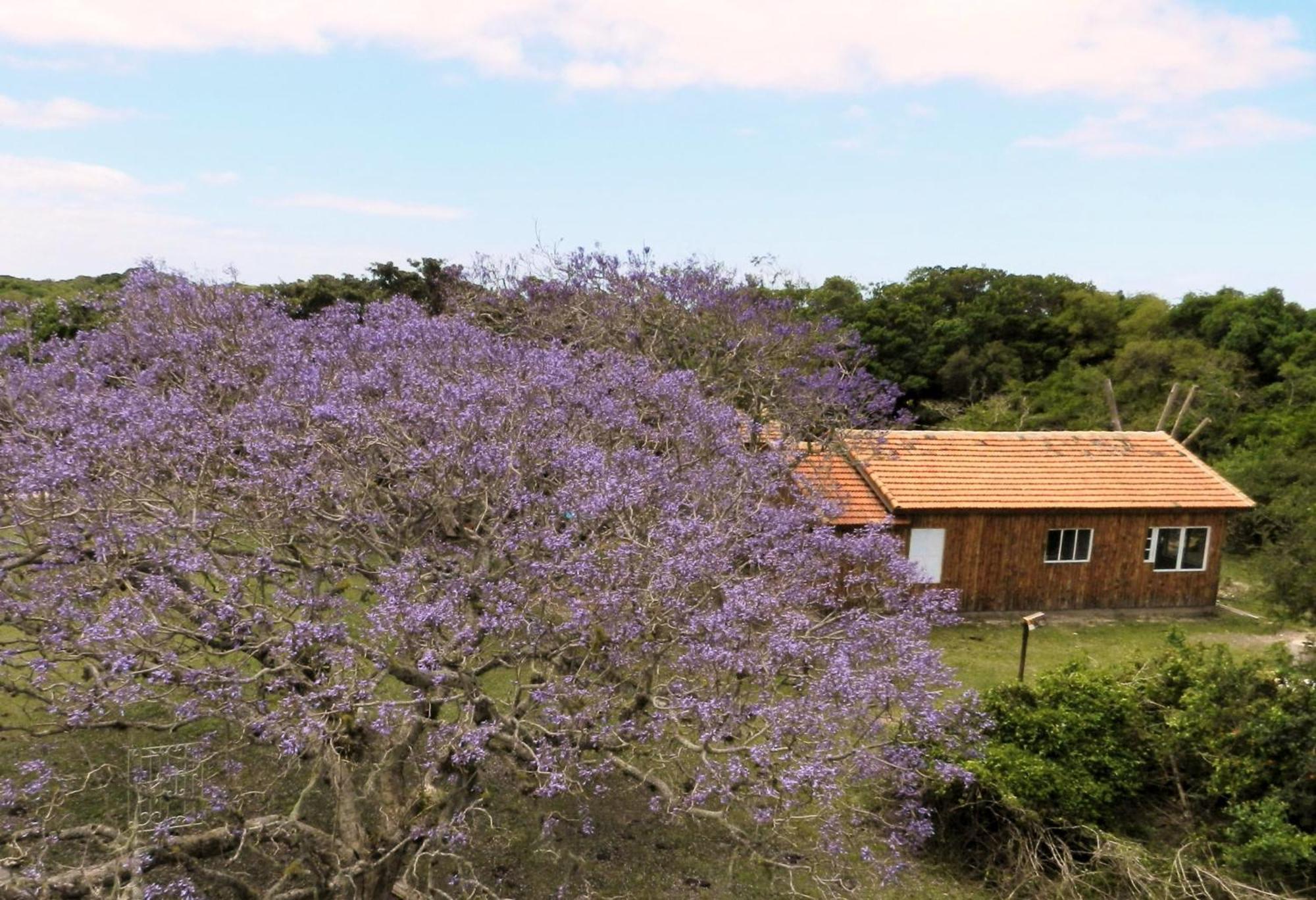 Tavares Aldeia Santuario Das Aves חדר תמונה