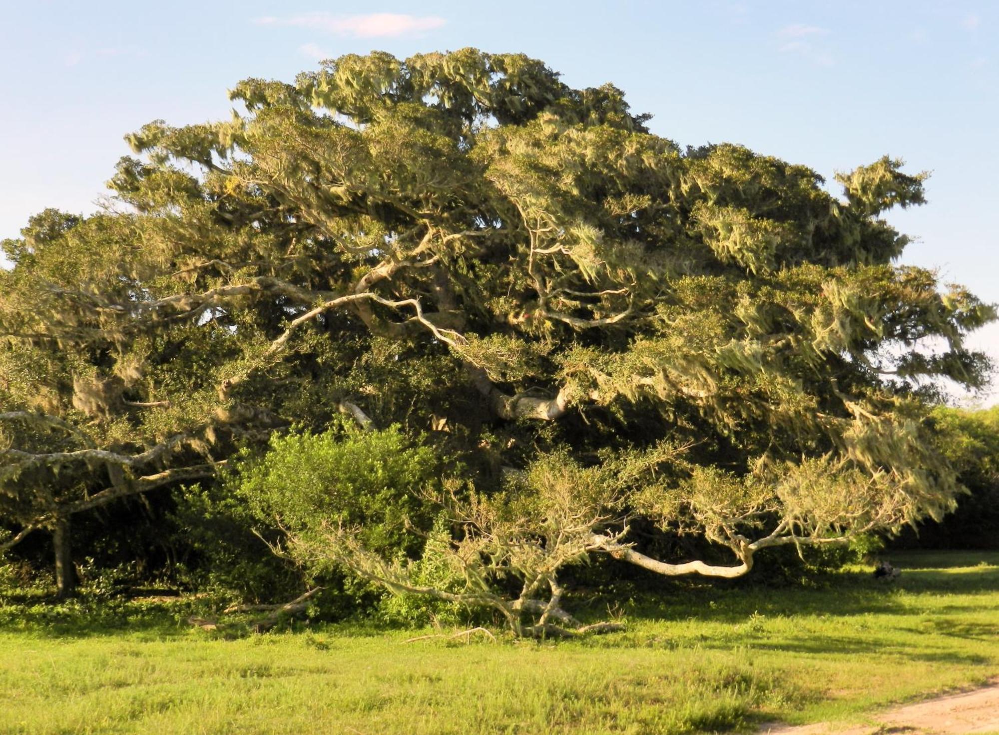 Tavares Aldeia Santuario Das Aves חדר תמונה