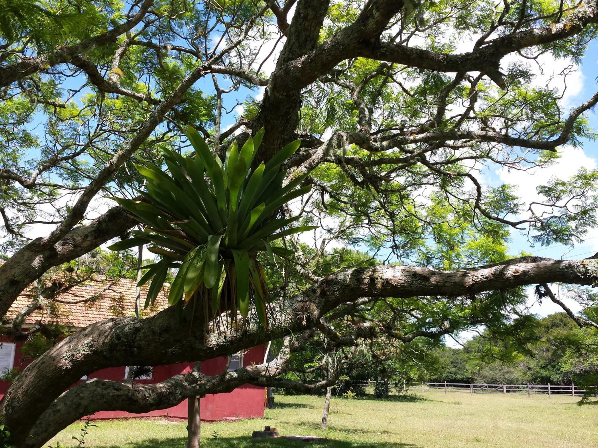 Tavares Aldeia Santuario Das Aves חדר תמונה