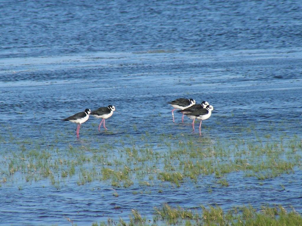 Tavares Aldeia Santuario Das Aves מראה חיצוני תמונה